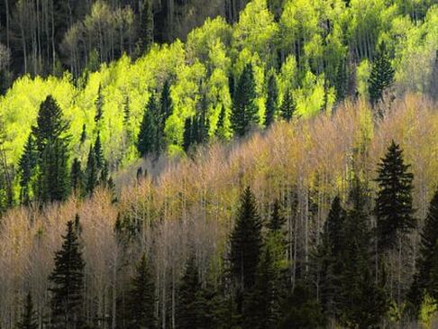 Aspens